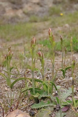 Thelymitra longifolia