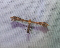 Dejongia lobidactylus