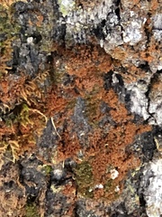 Polycauliona candelaria