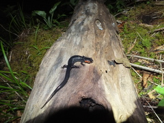 Plethodon jordani