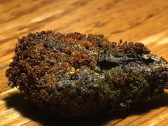 Polycauliona candelaria