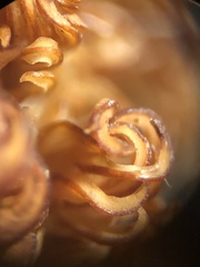 Polycauliona candelaria