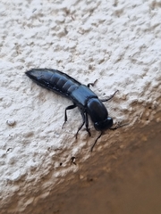 Thyreocephalus