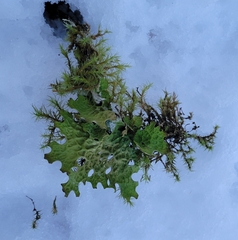 Lobaria pulmonaria
