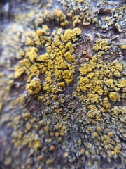 Candelariella reflexa