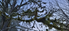 Lobaria pulmonaria