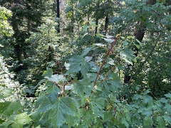 Acer glabrum douglasii