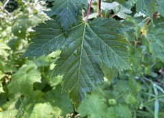 Acer glabrum douglasii