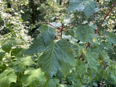 Acer glabrum douglasii