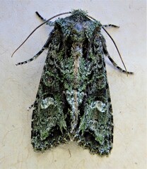Ichneutica plena