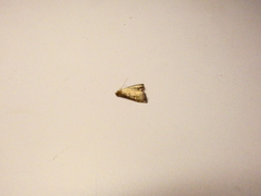 Salbia flabellalis