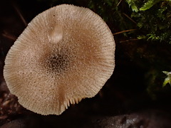 Pluteus hispidulus