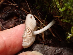 Pluteus hispidulus