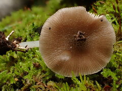 Pluteus hispidulus