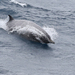 Sowerby's Beaked Whale - Photo (c) Ryan Zucker, some rights reserved (CC BY-NC), uploaded by Ryan Zucker