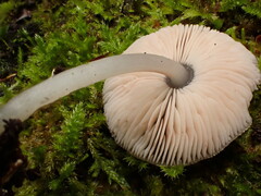 Pluteus hispidulus