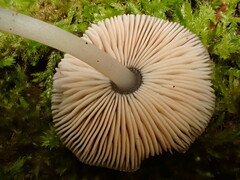 Pluteus hispidulus