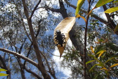 Entiminae