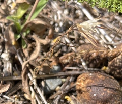 Microsteris gracilis