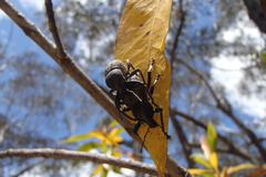 Entiminae