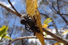 Entiminae