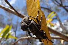 Entiminae