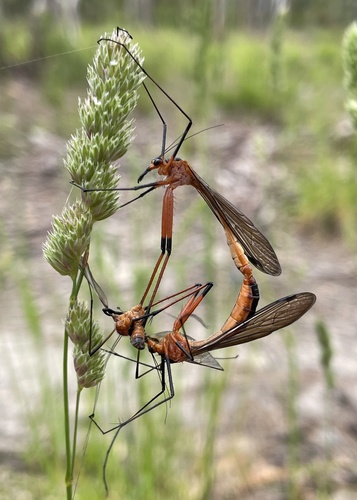 Harpobittacus australis photo 3