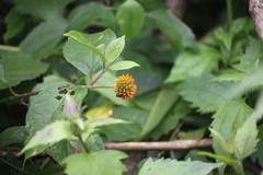 Tilesia baccata