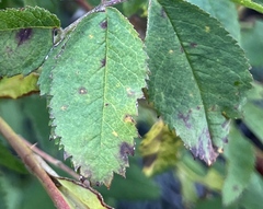 Diplocarpon rosae