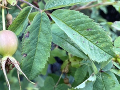 Diplocarpon rosae