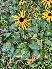 Rudbeckia hirta