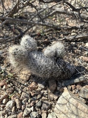 Escobaria tuberculosa