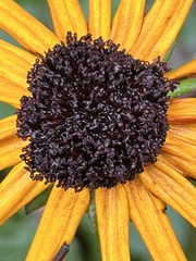 Rudbeckia hirta