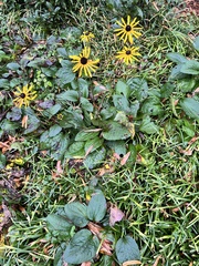 Rudbeckia hirta