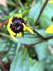 Rudbeckia hirta