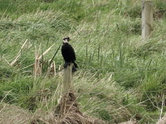 Microcarbo melanoleucos brevirostris