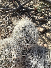 Escobaria tuberculosa