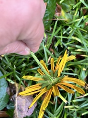 Rudbeckia hirta
