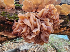 Phaeotremella frondosa