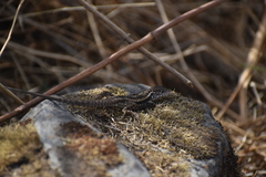 Stenocercus ornatissimus