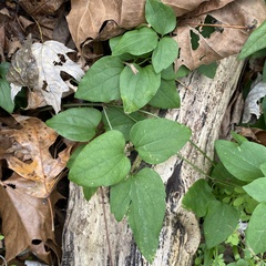 Clematis