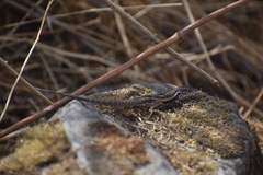 Stenocercus ornatissimus