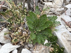 Selaginella lepidophylla