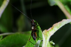 Conocephalus nigropleurum