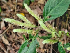 Lepidagathis formosensis
