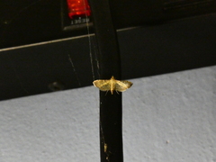 Salbia flabellalis