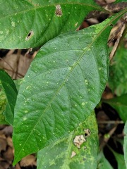 Lepidagathis formosensis