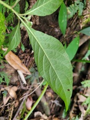 Lepidagathis formosensis