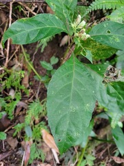 Lepidagathis formosensis