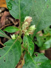 Lepidagathis formosensis